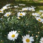 Am Weg pflückte Rotkäppchen noch ein paar Blumen...