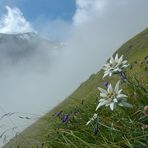 Am Weg zum Hohen Tenn