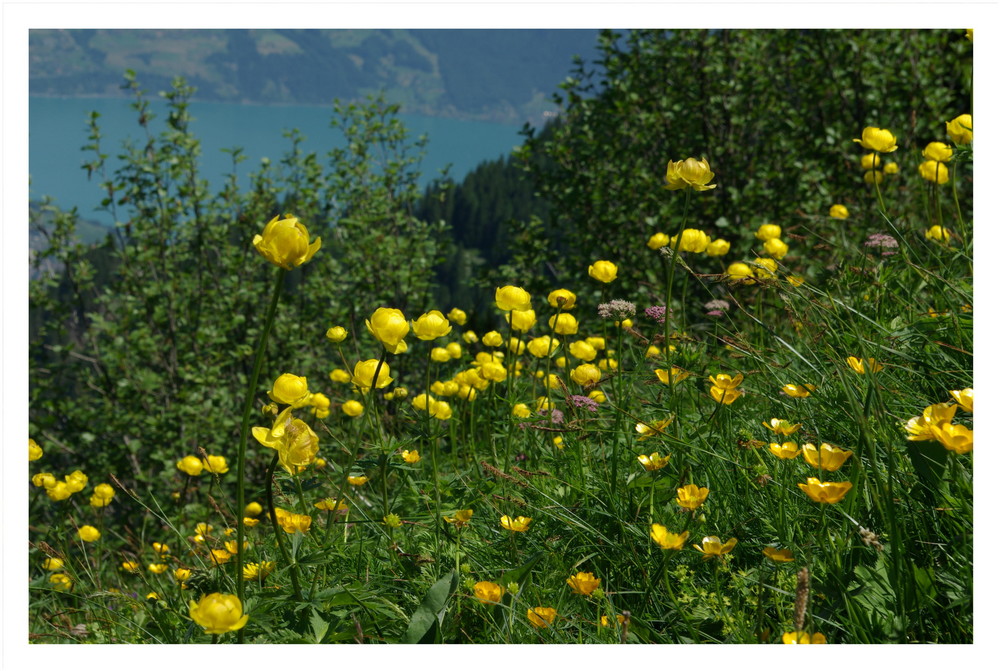 Am Weg zum Niesen 2