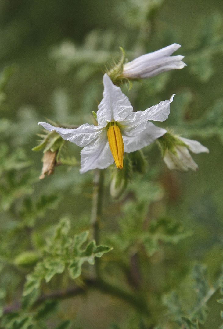 Am Weg zum Parana  "Solanum sisymbriifolium"