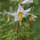 Am Weg zum Parana  "Solanum sisymbriifolium"