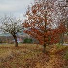 am Weg zum See (el camino al lago)