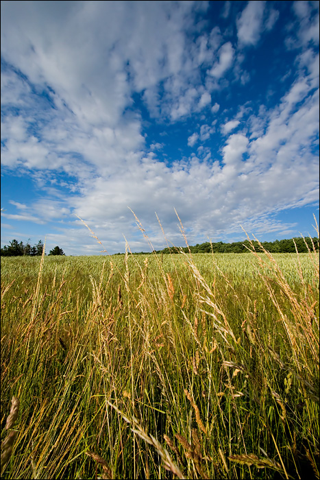 Am Wegesrand