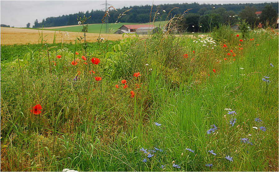 Am Wegesrand