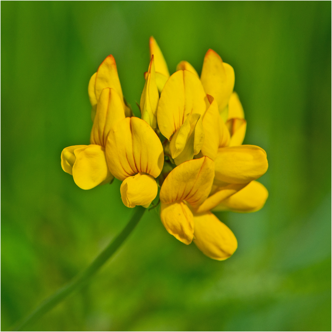 Am Wegesrand (1) Der Gewöhnliche Hornklee (Lotus corniculatus) . . .