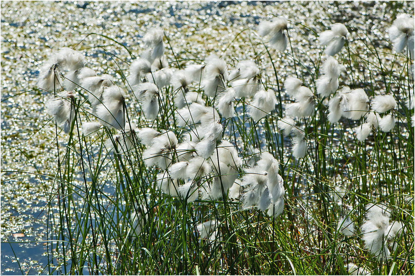 Am Wegesrand (10) - Das Wollgras (Eriophorum) . . .