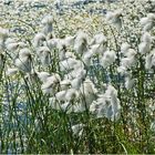 Am Wegesrand (10) - Das Wollgras (Eriophorum) . . .