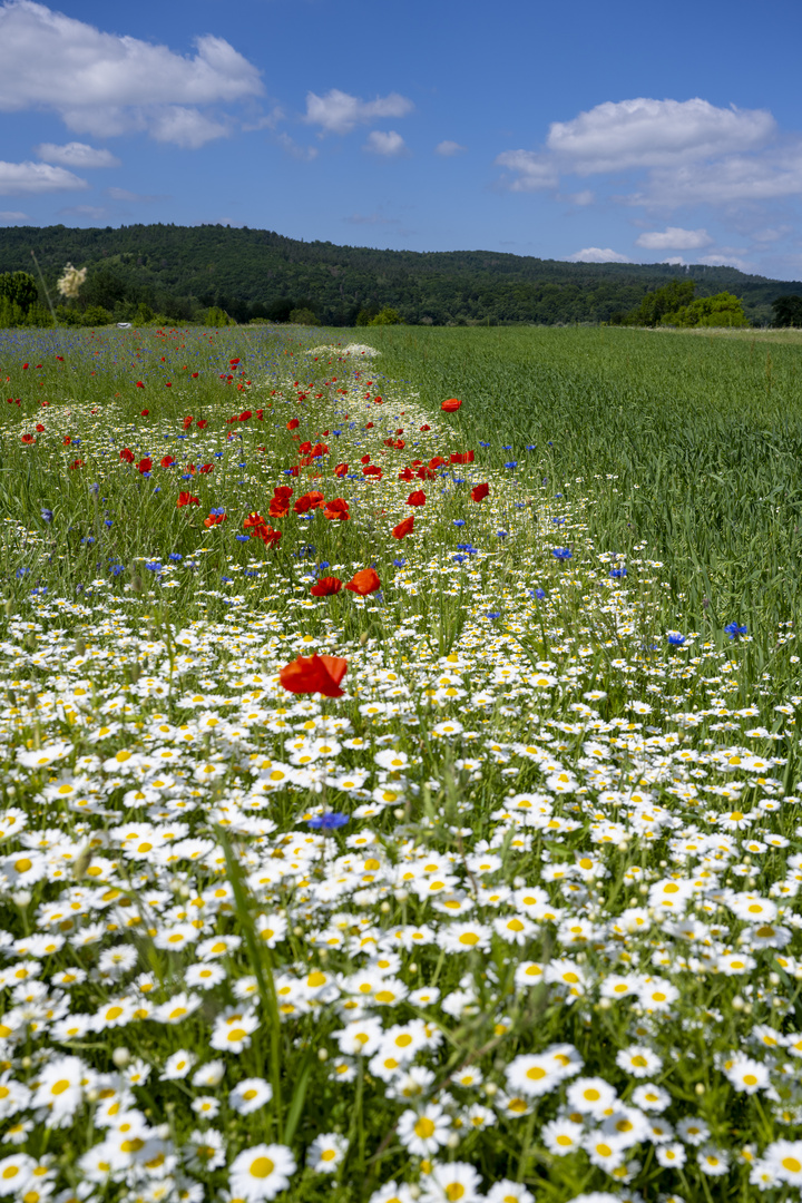 Am Wegesrand 