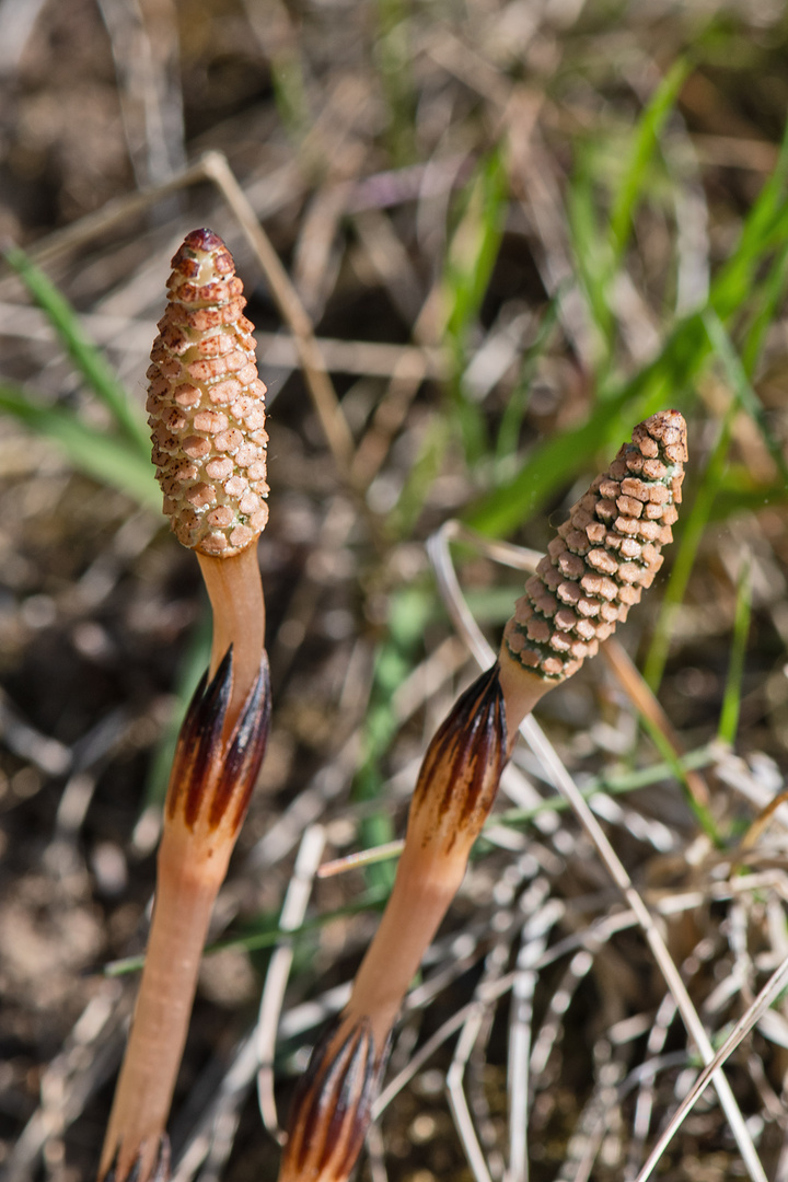  Am Wegesrand (11) - Der Schachtelhalm (Equisetum arvense) . . .