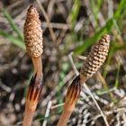  Am Wegesrand (11) - Der Schachtelhalm (Equisetum arvense) . . .