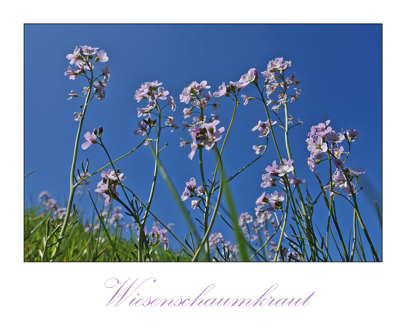  Am Wegesrand (11) - Wiesenschaumkraut als MiWoBlü