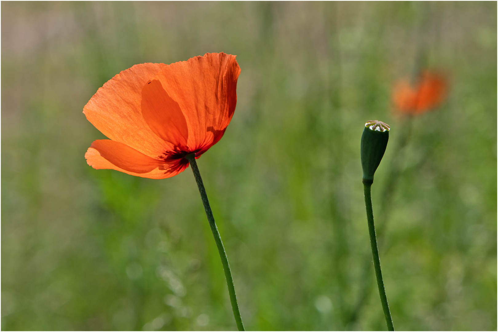 Am Wegesrand (12) - Der Klatschmohn (Papaver rhoeas) . . .