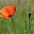 Am Wegesrand (12) - Der Klatschmohn (Papaver rhoeas) . . .