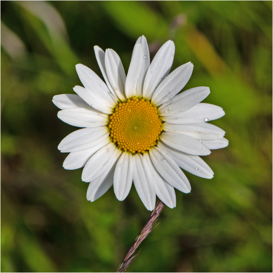 Am Wegesrand (14) - Die Margeriten . . .