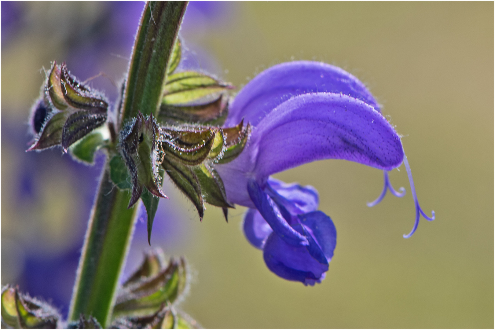 Am Wegesrand (15) - Den Wiesensalbei (Salvia pratensis)  . . .