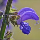 Am Wegesrand (15) - Den Wiesensalbei (Salvia pratensis)  . . .