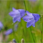 Am Wegesrand (2) Die Glockenblume . . .