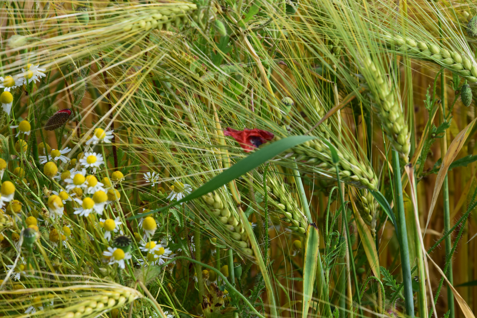 Am Wegesrand