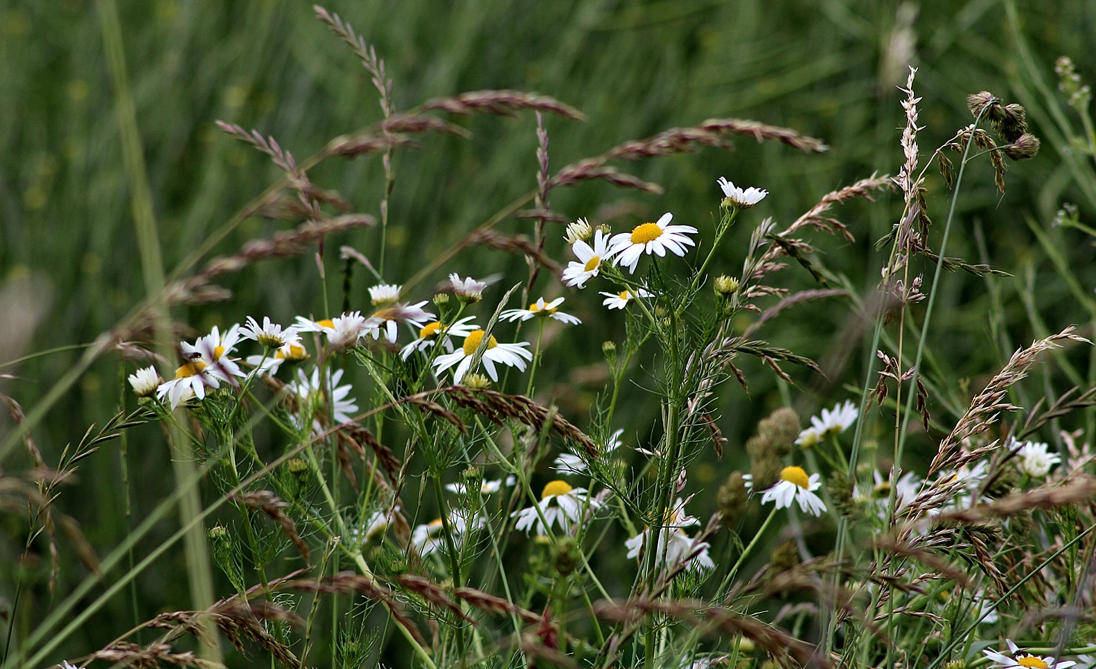 Am Wegesrand