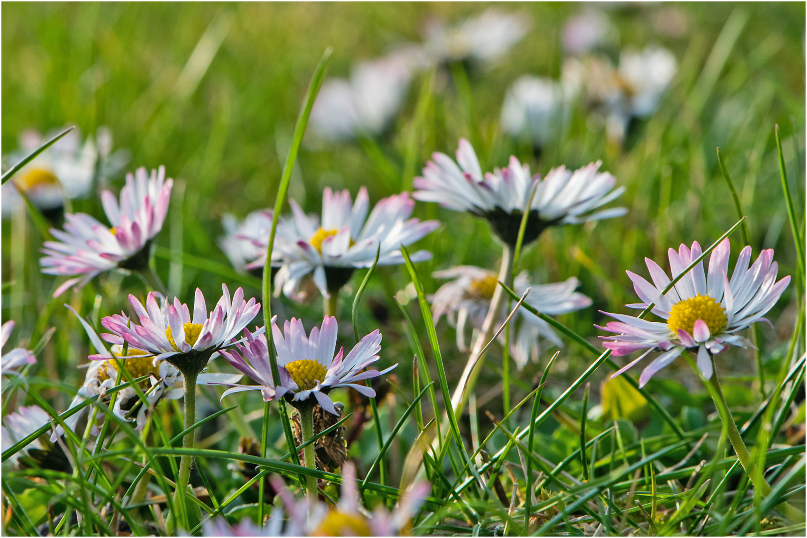 Am Wegesrand (3) Das Gänseblümchen (Bellis perennis) . . .