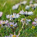 Am Wegesrand (3) Das Gänseblümchen (Bellis perennis) . . .