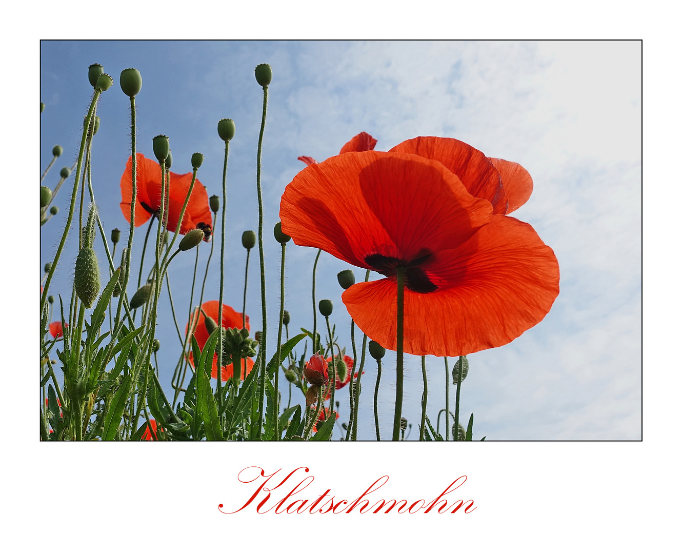 Am Wegesrand (4) - Klatschmohn zum Wochenende