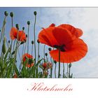 Am Wegesrand (4) - Klatschmohn zum Wochenende