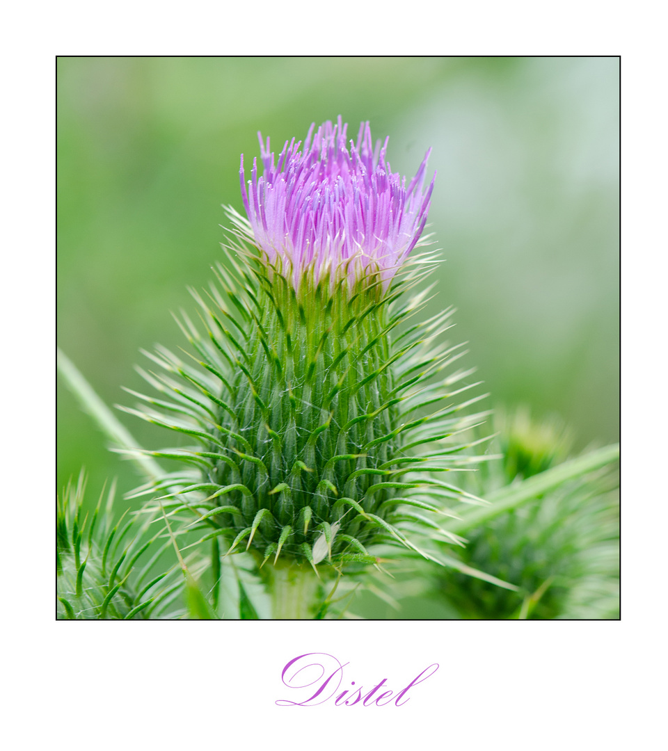 Am Wegesrand (6) - Distel