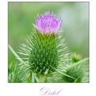 Am Wegesrand (6) - Distel