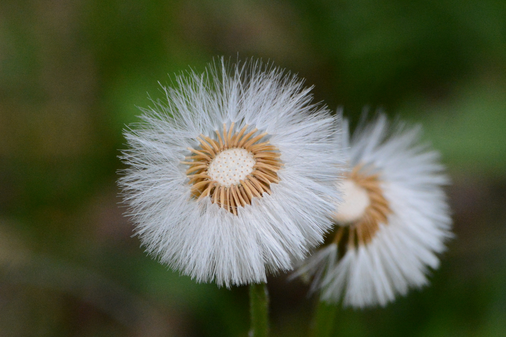 Am Wegesrand