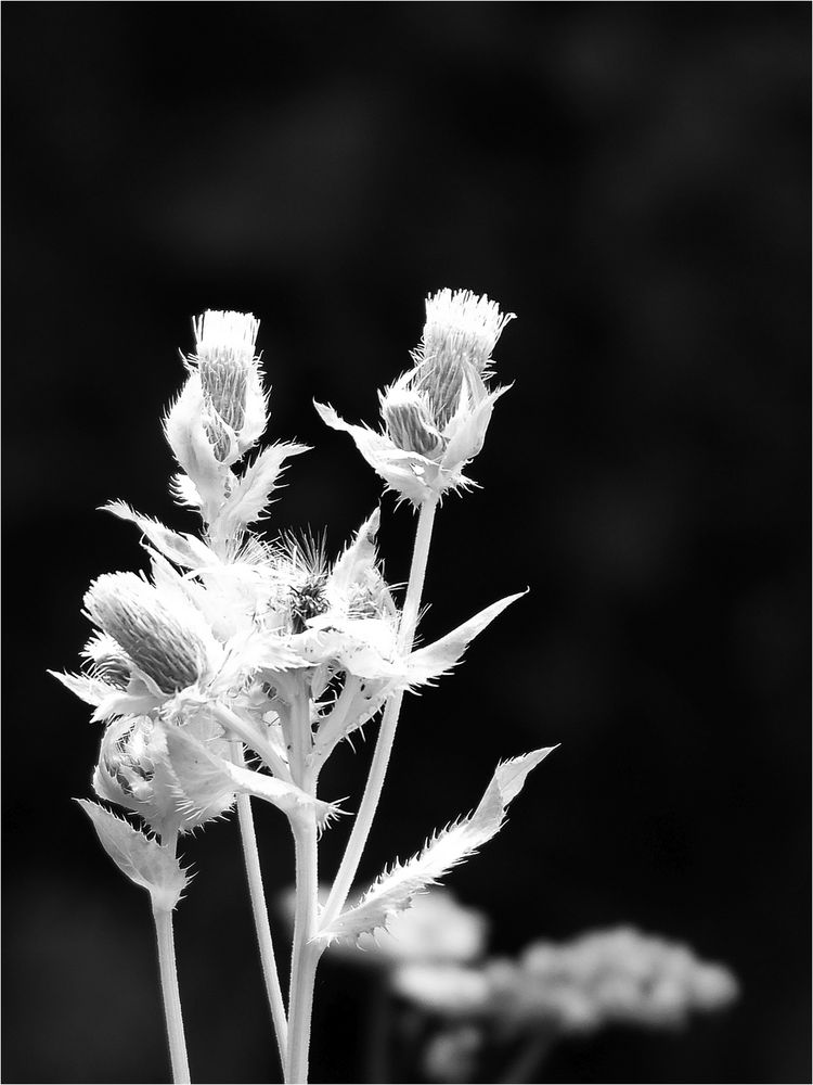 Am Wegesrand Foto & Bild pflanzen, pilze & flechten, projekte, 5