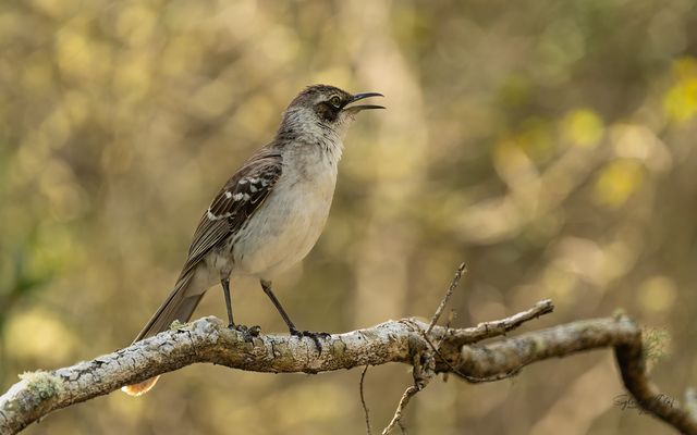 °°_Am Wegesrand_°°