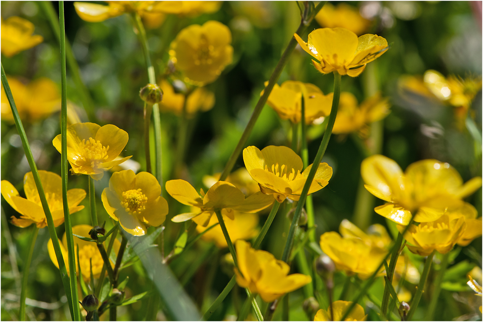 Am Wegesrand (9) - Der Hahnenfuß (Ranunculus Acris) . . .