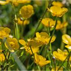 Am Wegesrand (9) - Der Hahnenfuß (Ranunculus Acris) . . .