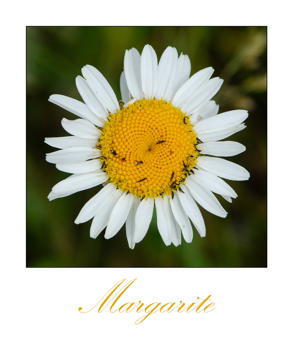 Am Wegesrand (9) - Margarite