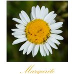 Am Wegesrand (9) - Margarite