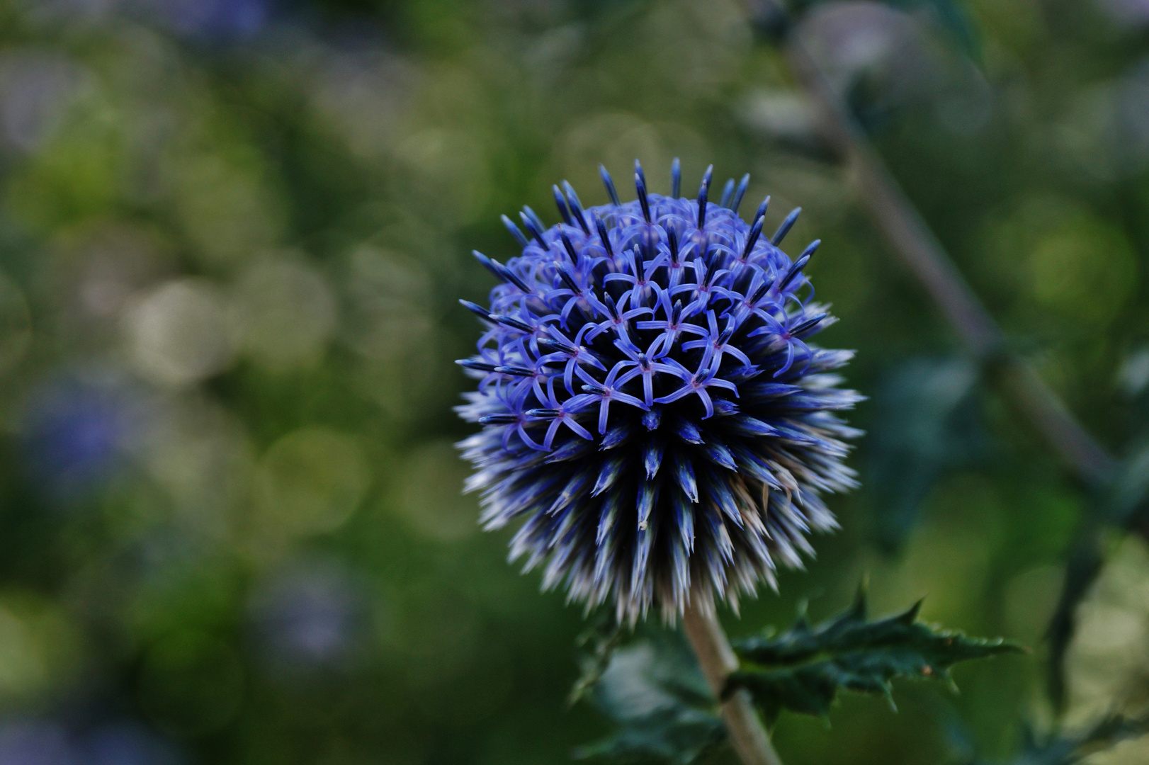 am Wegesrand... Foto & Bild | natur, pflanzen, blüten Bilder auf fotocommunity