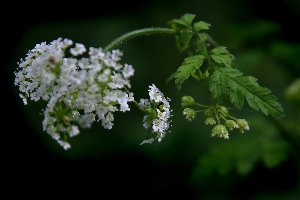 Am Wegesrand...