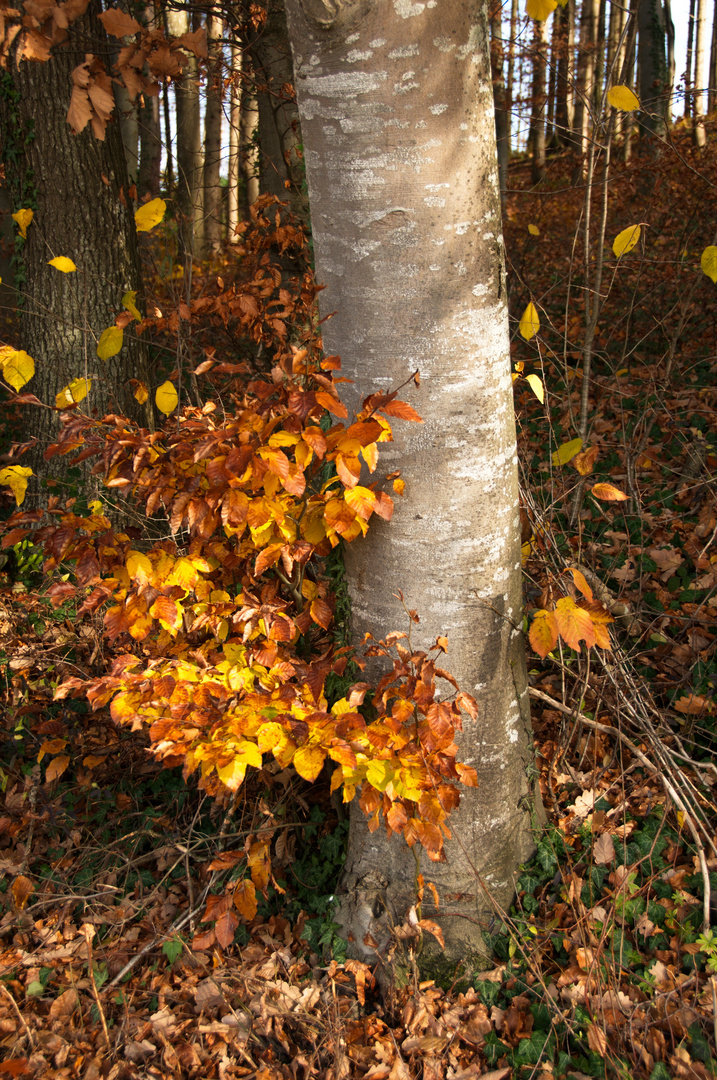 Am Wegesrand