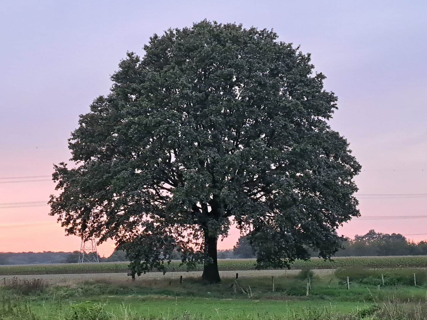 Am Wegesrand 