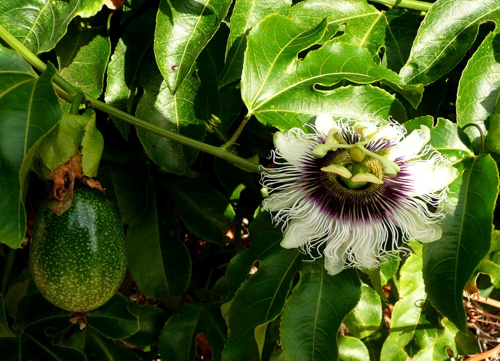 Am Wegesrand Avocado und Passionsfrucht