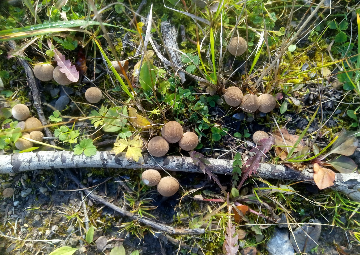 Am Wegesrand - Birnenstäubling