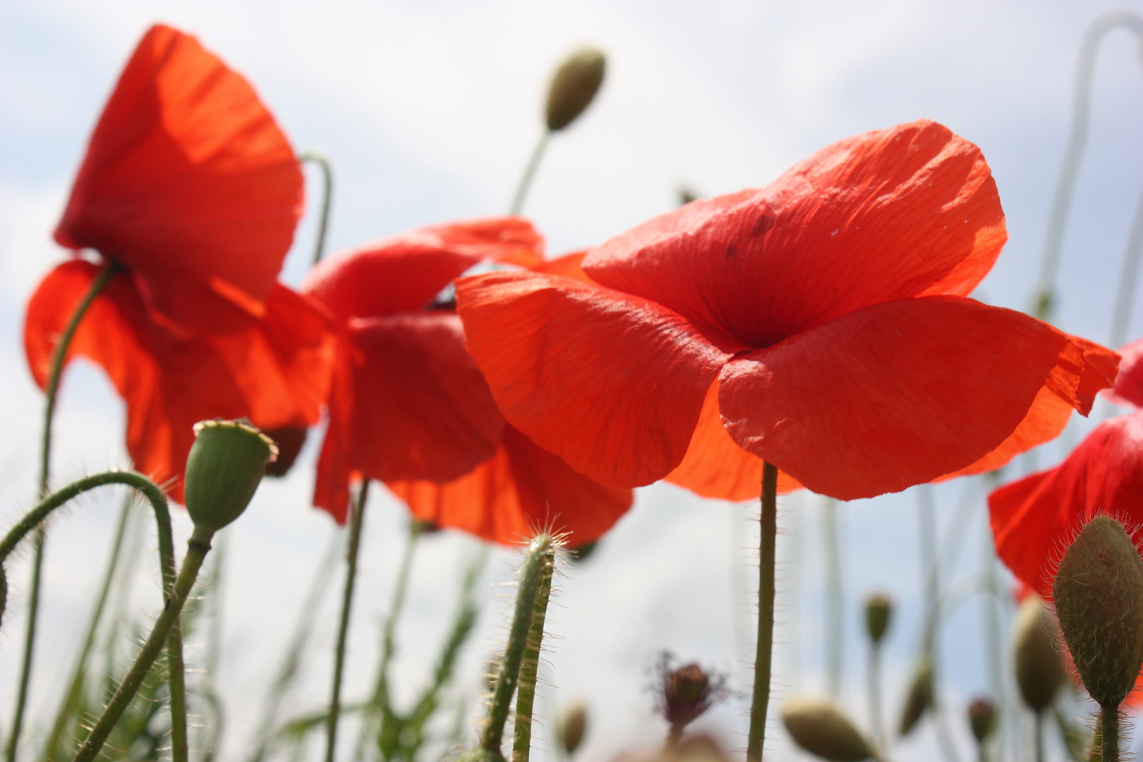 Am Wegesrand, da steht der roten Mohn............