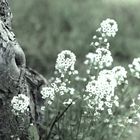 Am Wegesrand ein Blümlein Stand - Natur auf der Wanderung in der Heide / S/W (mit Farbton - damals)