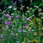 am Wegesrand ein Paradies für Insekten