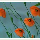 Am Wegesrand ein Strauß von Wildem Mohn