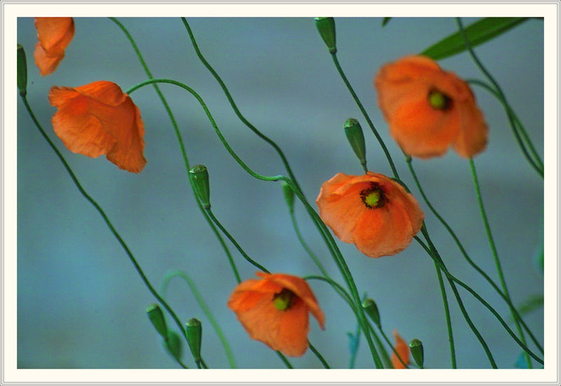 Am Wegesrand ein Strauß von Wildem Mohn