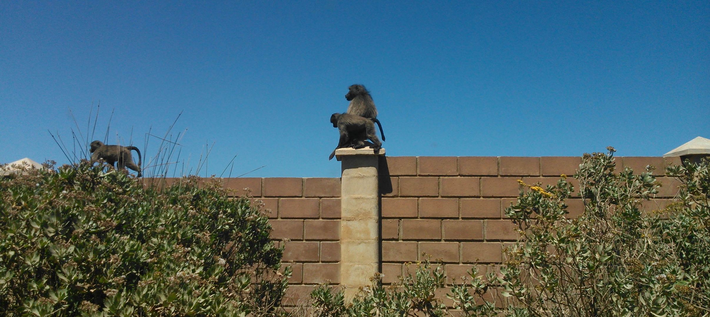 Am Wegesrand entdeckt ; Baboons ,Paviane