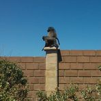 Am Wegesrand entdeckt ; Baboons ,Paviane