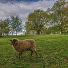 Am Wegesrand im Löwenberger Land bei Berlin